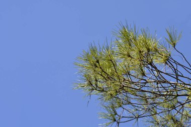 İtalyan taş çam dalı - Latince adı - Pinus pinea