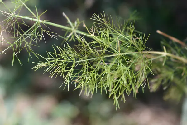 stock image Common fennel leaves - Latin name - Foeniculum vulgare