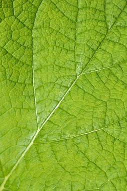 Indigo Ormanı adaçayı yaprağı detayı - Latince adı - Salvia forskaolii