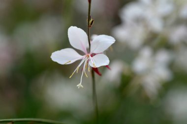 Gaura beyaz çiçekleri - Latince adı - Oenothera lindheimeri Whirling Butterfly