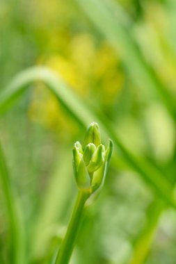 Cüce çiçekli tomurcuk - Latince adı - Hemerocallis EveryDaylily Kreması