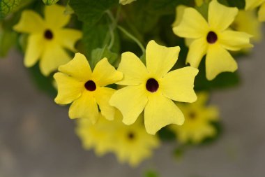 Black-eyed Susan vine flowers - Latin name - Thunbergia alata clipart