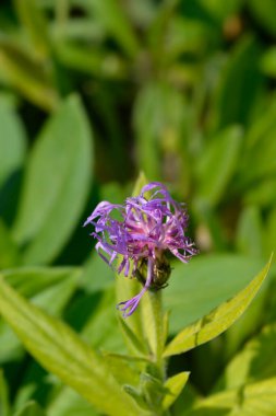 Dağ çiçeği - Latince adı - Centaurea montana