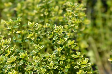 Lemon Thyme yaprakları - Latince adı - Thymus x citriodorus Aureo