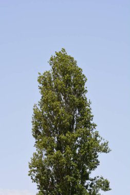 Lombardy poplar tree against blue sky - Latin name - Populus nigra var. italica clipart