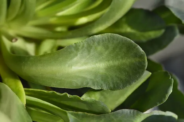 stock image Siskiyou lewisia leaves - Latin name - Lewisia cotyledon