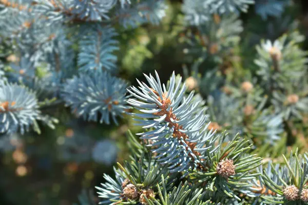 stock image Dwarf Colorado blue spruce branch - Latin name - Picea pungens Glauca Globosa