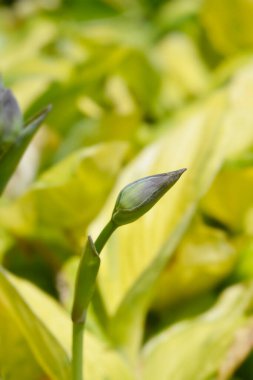 Nilüfer çiçeği tomurcukları - Latince adı - Hosta Kaptanları Macera