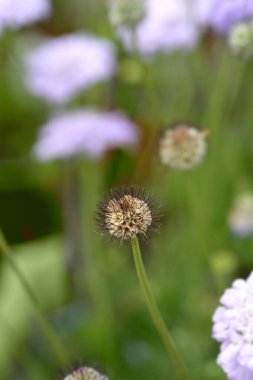 Güvercin huysuz çiçek - Latince adı - Scabiosa Kolumbaria Kanat Dalgası Derin Mavi