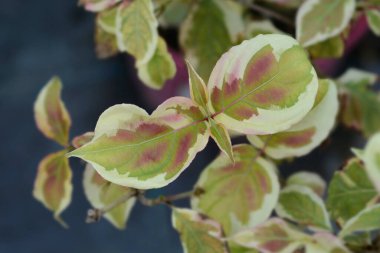 Flowering dogwood variegated leaves - Latin name - Cornus kousa Akatsuki clipart