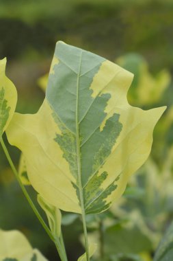Lale ağacı çeşitleri - Latince adı - Liriodendron tulipifera Kar Kuşu
