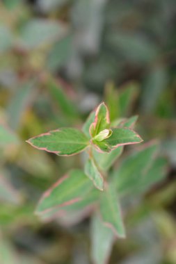 St. Johns Wort yaprakları - Latince adı - Hypericum moserianum Tricolor