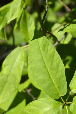 Yeşil yapraklı Japon incir dalı - Latince adı Ficus erecta