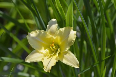 Cüce sarı çiçek - Latince adı - Hemerocallis Hergün krem