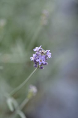 Latince adı Lavandula angustifolia Vienco Mor