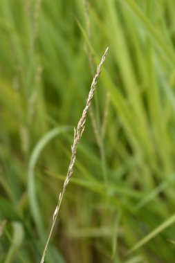 Uçan çim tohumları - Latince adı - Molinia caerulea Moorhexe