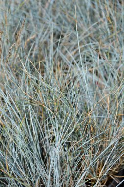 Blue fescue leaves - Latin name - Festuca glauca Uchte clipart