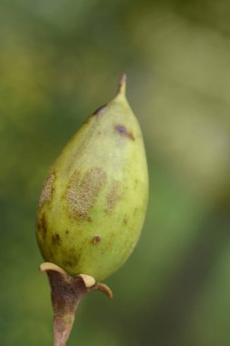 İmparatoriçe ağacı meyvesi - Latince adı - Paulownia tomentosa