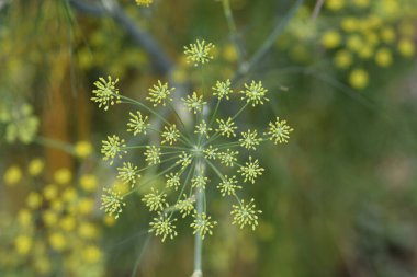 Genel rezene çiçeği tomurcukları - Latince adı - Foeniculum vulgare