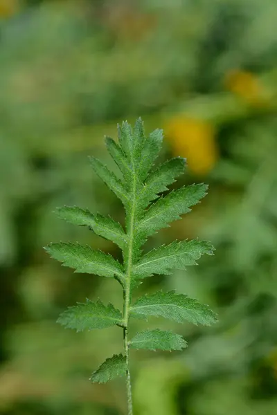 stock image Common tansy leaves - Latin name - Tanacetum vulgare