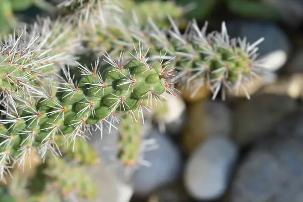 stock image Cane cholla detail - Latin name - Cylindropuntia imbricata