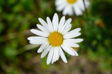 Testere yapraklı papatya çiçeği - Latince adı - Leucanthemum adustum