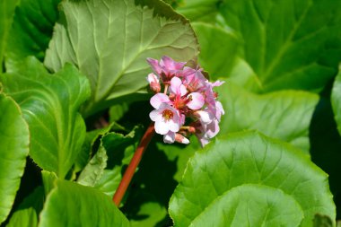 Fil kulağı çiçekleri - Latince adı - Bergenia crassifolia