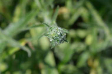 İtalyanca çiçek tomurcukları - Latince adı - Echium italicum