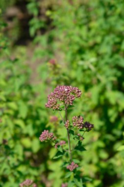Bilinen kestane tomurcukları - Latince adı - Origanum vulgare