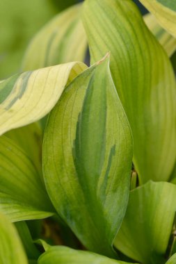 Plantain Lily yeşil yaprakları - Latince adı - Hosta Kaptanları Macerası
