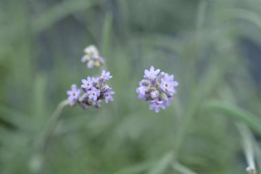 Latince adı Lavandula angustifolia Vienco Mor