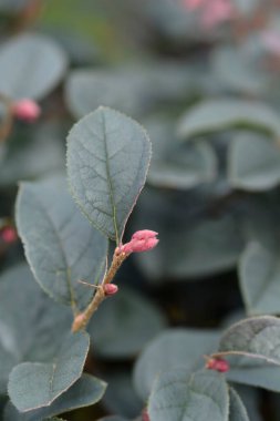 Çin püskülleri - Latince adı - Loropetalum chinense