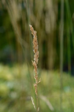 Switch Grass seeds - Latin name - Panicum virgatum Heavy Metal clipart