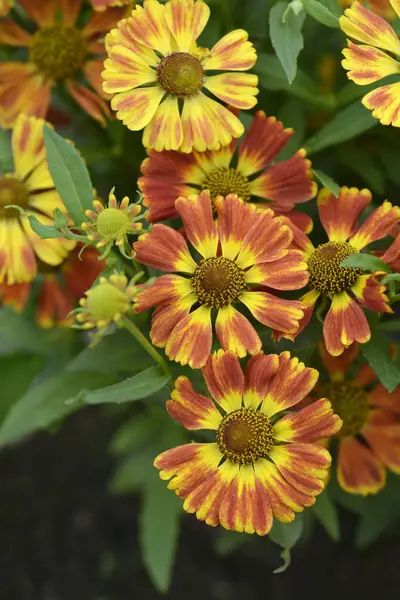 stock image Sneezeweed yellow red flowers - Latin name - Helenium HayDay Red Bicolor