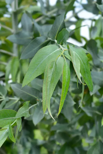 stock image Southern blue gum leaves - Latin name - Eucalyptus globulus