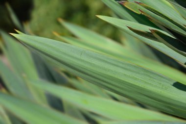 İspanyol hançeri Latince adı Yucca gloriosa