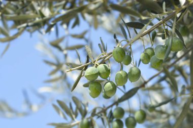 Meyveli yaygın zeytin dalları - Latince adı - Olea europaea