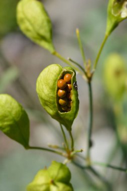 Şeker zambağı tohumu kapsülü - Latince adı - Iris Norrisii