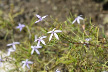 Kaya izotomi çiçekleri - Latince adı - Isotoma axillaris