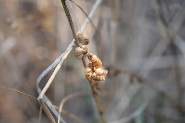 Büyük titreyen çim tohumları - Latince adı - Briza maxima