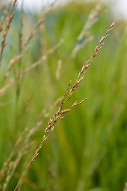 Uçan çim tohumları - Latince adı - Molinia caerulea Moorhexe