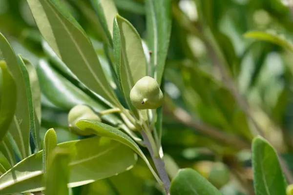 stock image Mock Orange branch with fruit - Latin name - Pittosporum tobira