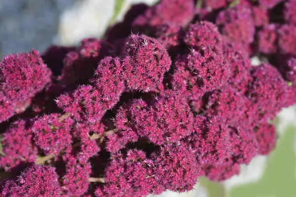 stock image Amaranth flower detail - Latin name - Amaranthus cruentus Velvet Curtains