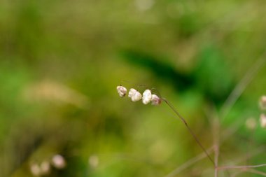 Genel titreyen ot - Latince isim - Briza medyası