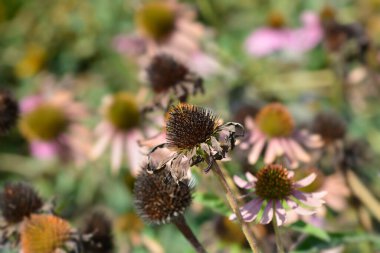 Pembe kabuklu çekirdek başları - Latince adı - Echinacea purpurea