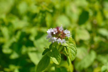 Sahte nane çiçekleri - Latince adı - Mentha rotundifolia