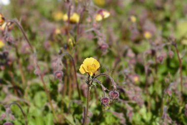 Geum yellow flower - Latin name - Geum Golden Joy clipart