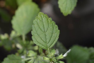 Limon yaprağı - Latince adı - Melissa officinalis