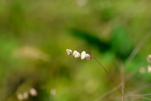 stock image Common quaking grass - Latin name - Briza media