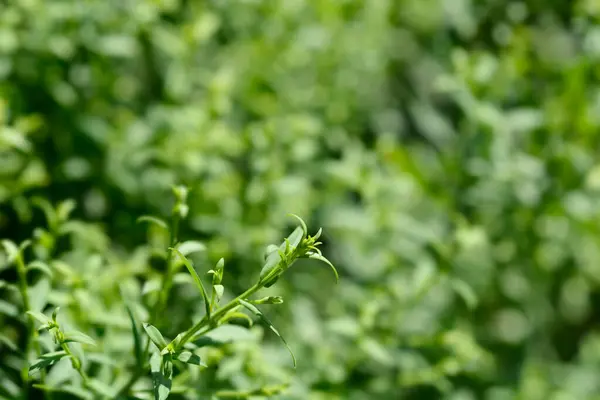 stock image New York aster Professor Kippenberg leaves - Latin name - Symphyotrichum novi-belgii Professor Kippenberg